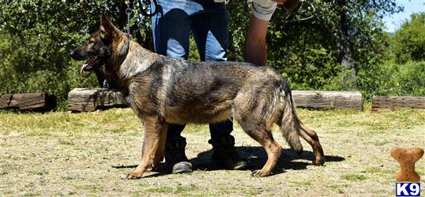 German Shepherd dog